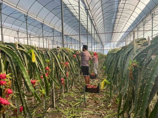Alanya’da  seralarda ejder meyvesi hasadı başladı
