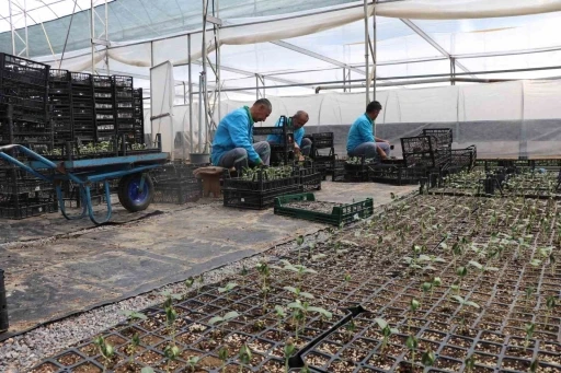 Alanya’da ücretsiz su kabağı fidesi dağıtılacak
