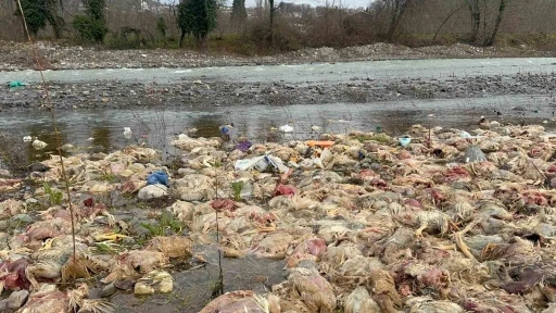 Alaplı&rsquo;da &ccedil;ay yatağında onlarca tavuk &ouml;l&uuml;s&uuml; bulundu
