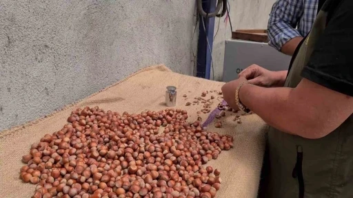Alaplı’da fındık hasat tarihleri belli oldu
