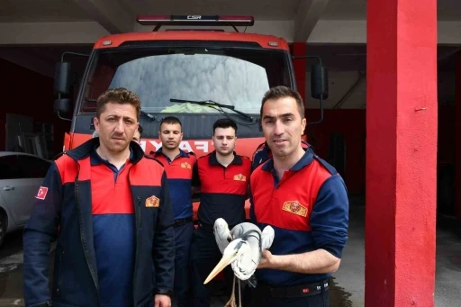 Alaplı&rsquo;da yaralı gri balık&ccedil;ıl i&ccedil;in zamanla yarış