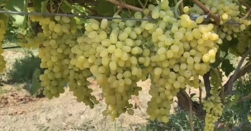 Alaşehir&rsquo;de &ccedil;ift&ccedil;ilere son uyarı
