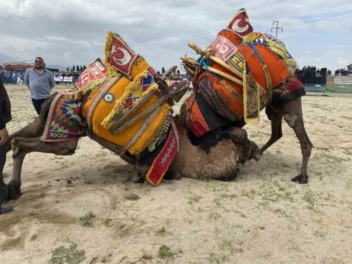 Alaşehir’de ilk kez deve güreşleri düzenlendi
