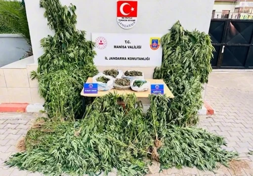 Alaşehir’de yasa dışı kenevir ekimine jandarma darbesi
