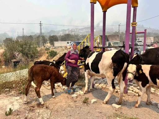 Alevlerin sıçradığı ahırından ekiplerin yardımıyla hayvanları kurtardı
