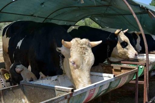 Aliağa&rsquo;da kurbanlık hayvan kesim fiyatları belli oldu
