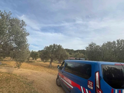 Aliağa’da zeytin hasadı başladı, güvenlik önlemleri artırıldı
