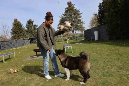 Almanya’da köpek vergileri 2025 yılında arttı
