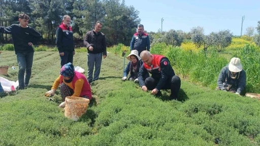 Altın&ouml;z&uuml;&rsquo;nde zahter hasadı başladı
