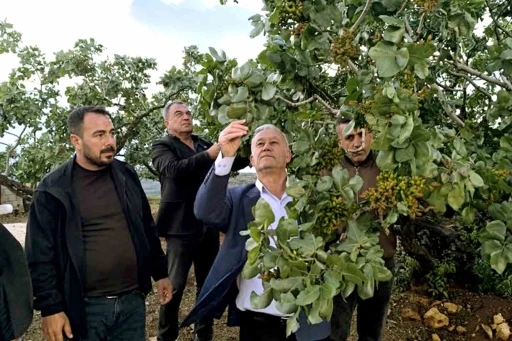 Altun, dolu yağışlarının ardından fıstık bah&ccedil;elerini gezdi
