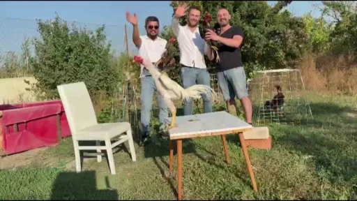 Amasya’da düğünde damada 250 bin TL değerinde Hint horozu hediye edildi

