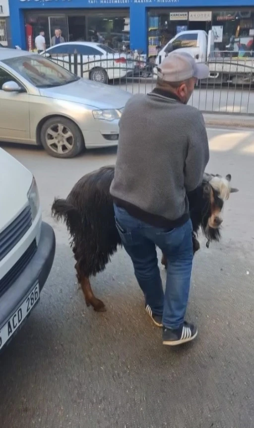 Amasya&rsquo;da kurbanlık ke&ccedil;i ka&ccedil;tı, vatandaşlar kovaladı
