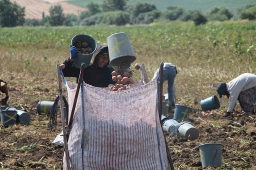Amasya&rsquo;da patates hasadı başladı: 130 bin ton rekolte bekleniyor
