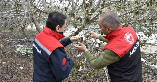 Amasya Nisan’da kara kışı yaşadı: ekipler bahçelerde zarar tespit çalışması başlattı
