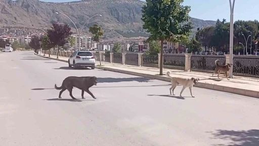 Amasya sokaklarında halkı korkutan ’köpek çetesi’
