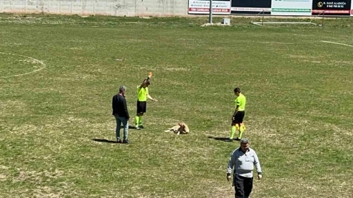 Amatör müsabakada sahaya giren köpeğe kırmızı kart
