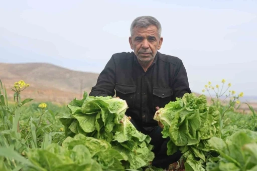 Amik Ovası’nda yaşanan kuraklık marul hasadında verimi olumsuz etkiledi
