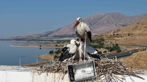 Anadolu&rsquo;da leyleklerin g&ouml;&ccedil; hazırlığı
