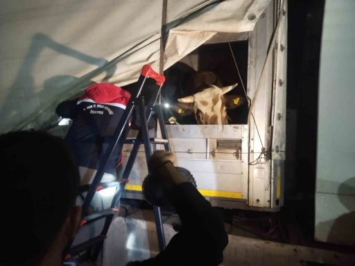Anadolu’dan gelen kurbanlıklar İstanbul’a giriş yapmaya başladı
