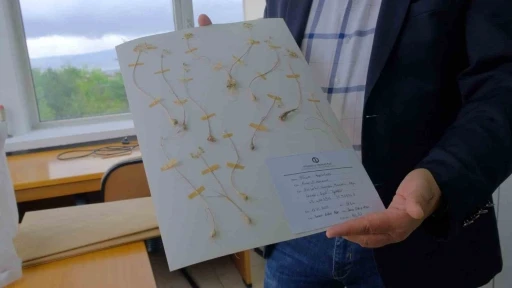 Anadolu &Uuml;niversitesi&rsquo;nden d&uuml;nya literat&uuml;r&uuml;ne iki yeni endemik t&uuml;r
