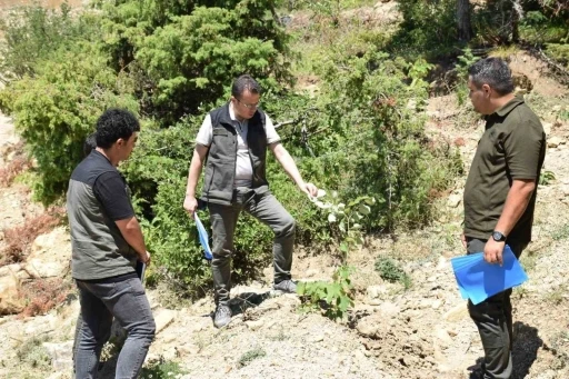 Andırın&rsquo;da gelir getirici ağa&ccedil;landırma &ccedil;alışmaları s&uuml;r&uuml;yor
