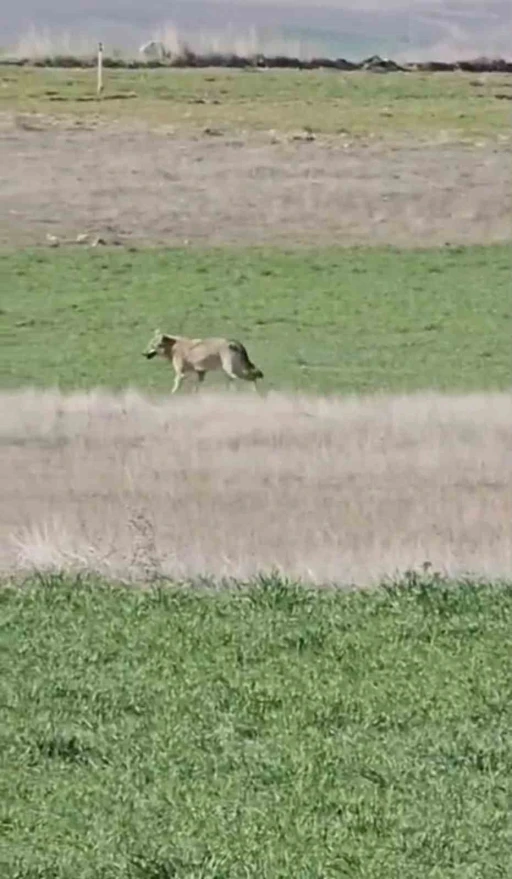 Ankara&rsquo;da a&ccedil; kalan kurtlar tarlalara indi
