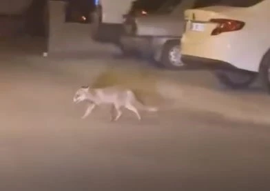 Ankara&rsquo;da a&ccedil; kalan tilki mahalleye indi
