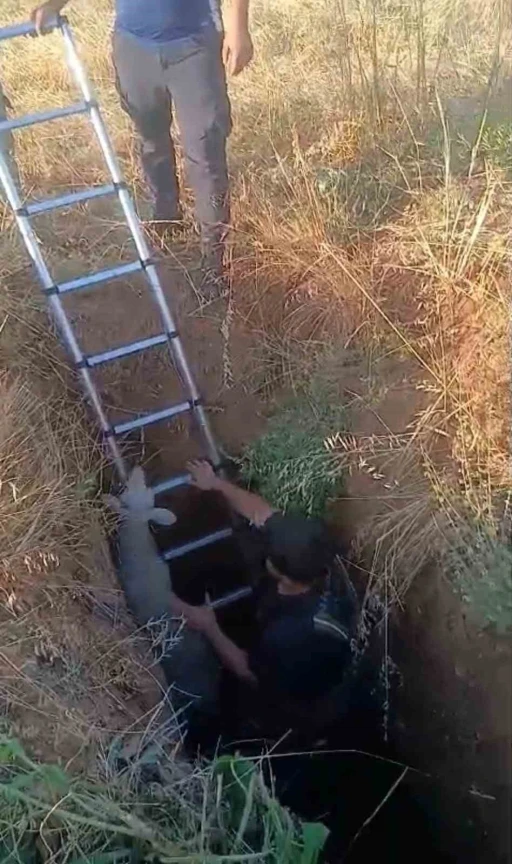 Ankara&rsquo;da define &ccedil;ukuruna d&uuml;şen koyun ve kaplumbağa kurtarıldı
