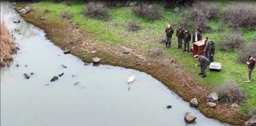 Ankara&rsquo;da d&uuml;şen kuğu Edirne&rsquo;de &ouml;zg&uuml;rl&uuml;ğ&uuml;ne kavuştu
