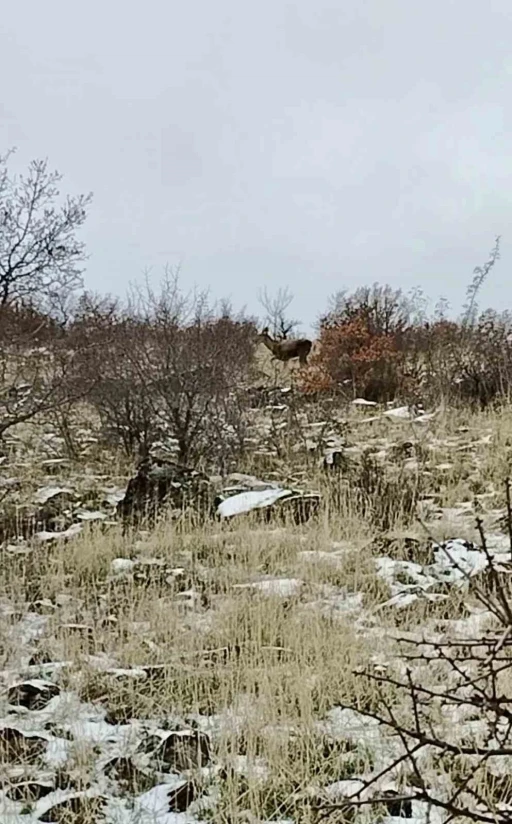 Ankara&rsquo;da geyik s&uuml;r&uuml;s&uuml; kameralara yansadı
