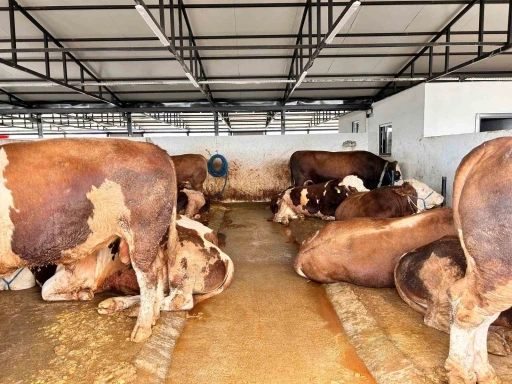 Ankara&rsquo;da hayvan pazarlarında kurbanlıklar alıcılarını bekliyor
