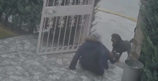 Ankara&rsquo;da sahipsiz k&ouml;peklerin saldırısına uğrayan kadın komşusunun m&uuml;dahalesiyle kurtuldu
