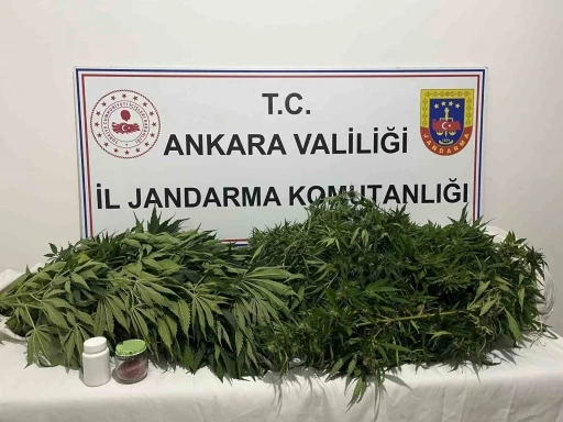 Ankara&rsquo;daki narkotik operasyonunda 150 k&ouml;k kenevir ele ge&ccedil;irildi

