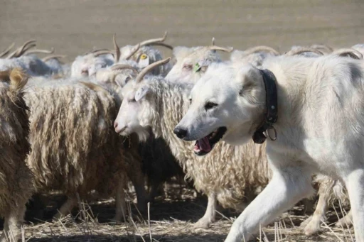 Ankara&rsquo;nın kadim değeri tiftik ke&ccedil;isi yeniden g&ouml;zde: Ayaş&rsquo;ta 3 bin baş yetiştiriliyor

