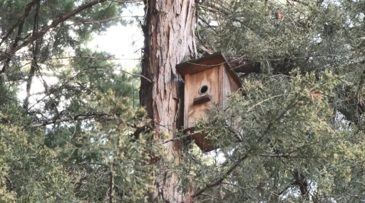 Ankara&rsquo;nın parklarını mesken tutan yeşil papağanlar sert iklim şartlarında hayatta kalmayı başarıyor

