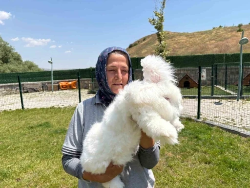 Ankara tavşanları yeniden hayat buldu: Hedef, &uuml;retim ve kadın istihdamı
