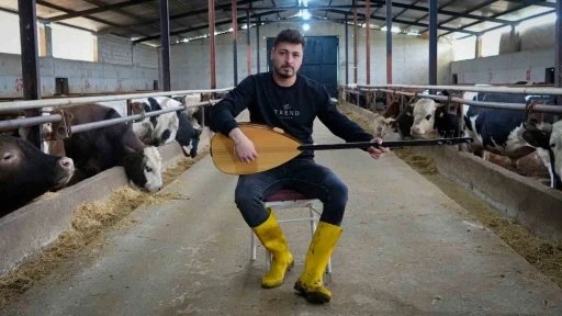Ankaralı besici kurbanlık hayvanlarına saz &ccedil;alıp, t&uuml;rk&uuml; s&ouml;yl&uuml;yor
