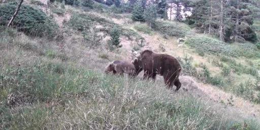 Anne ayı ve yavruları kamerada
