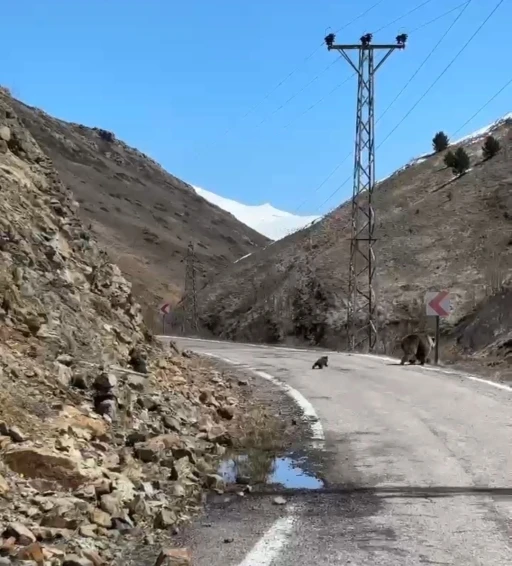Anne ayı ve yavruları yolda g&ouml;r&uuml;nt&uuml;lendi, minik yavrunun &ccedil;abası g&uuml;l&uuml;msetti
