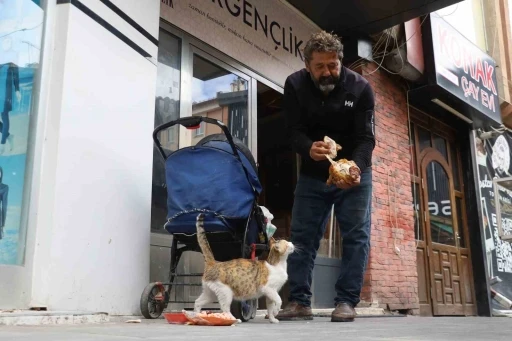 Anne kedinin &ouml;len yavrusunun yaşaması i&ccedil;in verdiği &ccedil;aba duygulandırdı
