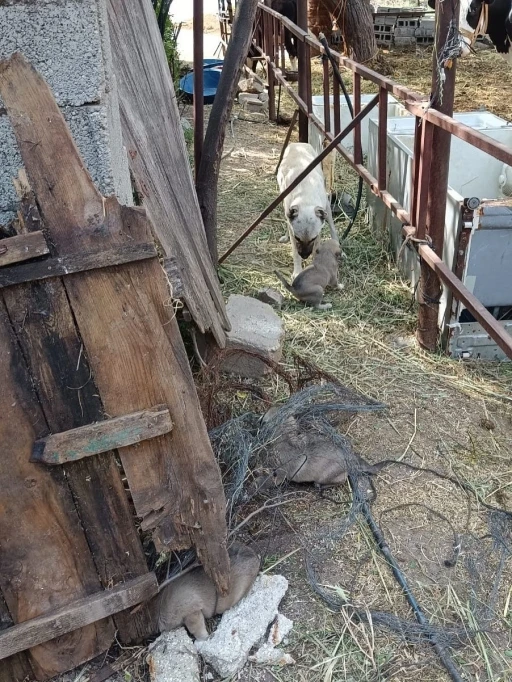 Anne köpeğin kuyuya düşen yavrularına kavuşması yürekleri ısıttı
