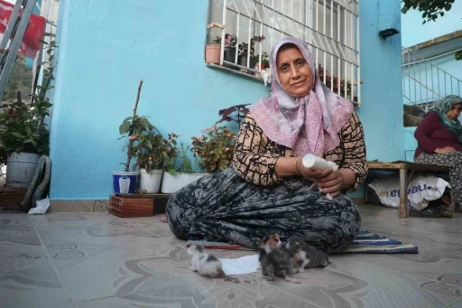 Anneleri telef olan yavru kedileri merhametiyle b&uuml;y&uuml;ten kadın, hayvanları biberonla besliyor
