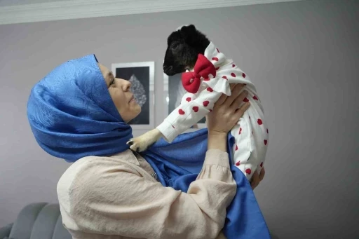 Annesi &ouml;len kuzuya evinde bebek gibi bakıyor
