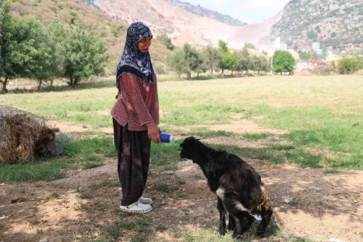 Annesinin reddettiği oğlak, anne sevgisini Hayriye teyzenin yanında buldu
