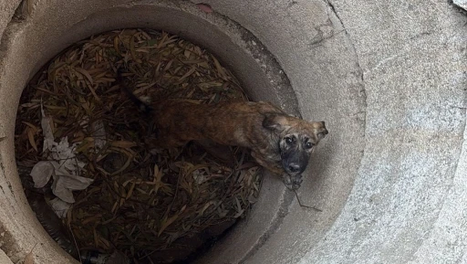 Antakya’da kuyuya düşen köpeği itfaiye kurtardı
