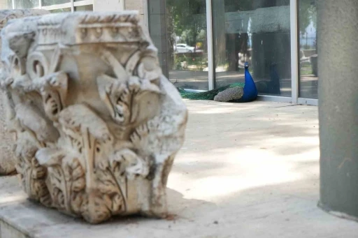 Antalya Arkeoloji Müzesi’nin renkli nöbetçileri tavus kuşları
