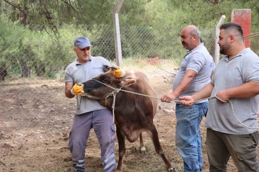 Antalya Büyükşehir Belediyesi Kurban Bayramı’na hazır
