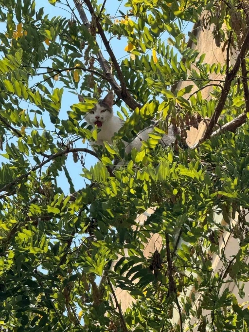 Antalya&rsquo;da ağa&ccedil;tan inemeyen kedi vin&ccedil; yardımıyla kurtarıldı
