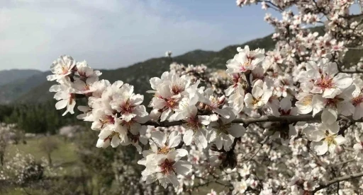 Antalya&rsquo;da badem ağa&ccedil;ları &ccedil;i&ccedil;ek a&ccedil;tı, doğada renk c&uuml;mb&uuml;ş&uuml; yaşanıyor
