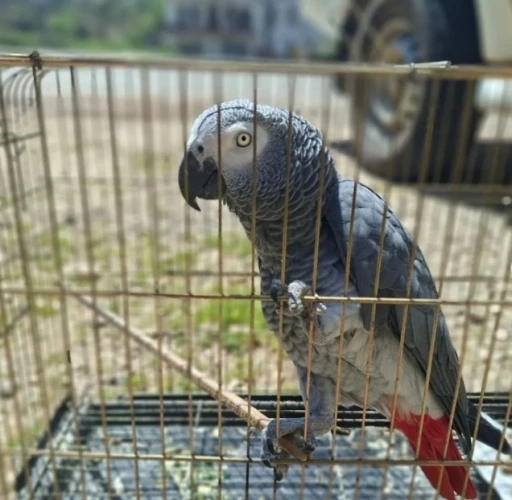 Antalya&rsquo;da belgesiz papağan bulunduran işletme sahibine 15 bin TL ceza
